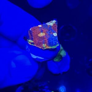 flaming bugatti chalice coral