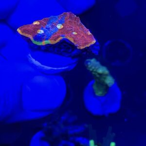 flaming bugatti chalice coral