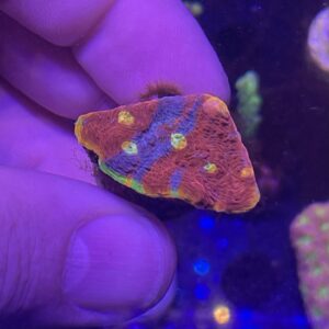 flaming bugatti chalice coral