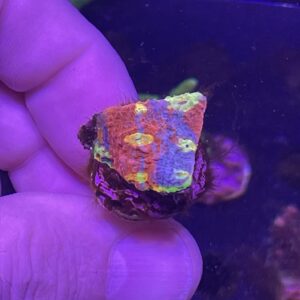 flaming bugatti chalice coral