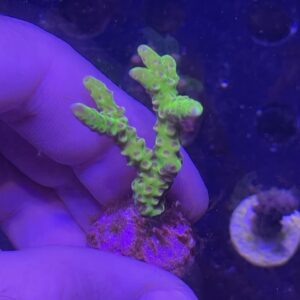anacropora