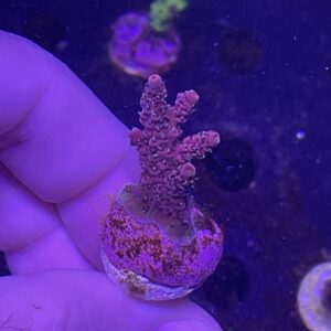 millepora