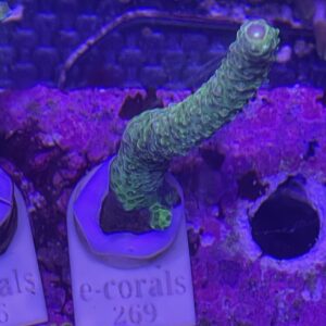 Green Slimer Acropora