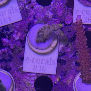 TB Rose with Yellow tips