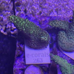 green abrotanoides coral