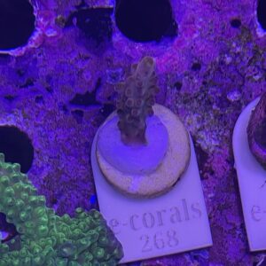 TB Rose with Yellow tips